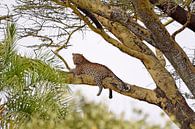 Op safari in Afrika: Luipaard op boomtak van acaciaboom, Serengeti, Tanzania) van Rini Kools thumbnail