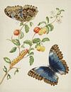 Tak van West-Indische kers met Achilles Morpho vlinder, Maria Sibylla Merian van Meesterlijcke Meesters thumbnail