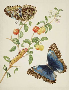 Zweig der Westindischen Kirsche mit Achilles-Morpho-Schmetterling, Maria Sibylla Merian
