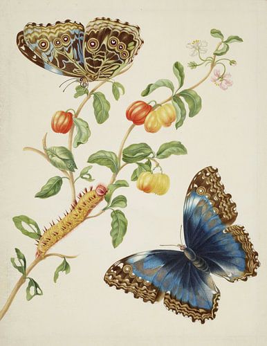 Tak van West-Indische kers met Achilles Morpho vlinder, Maria Sibylla Merian