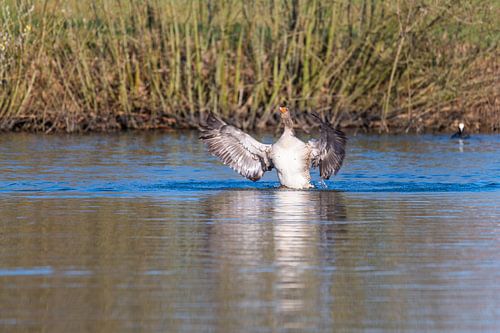 Greylag goose impresses with her wings and swims like in a pond in northern Germany
