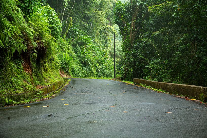 way through the tropical rainforest shortly after the rains by Bart Hagebols