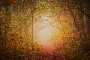 Mystical forest path in Drunen by Zwoele Plaatjes