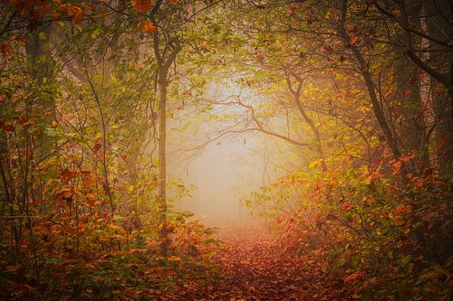 Mystiek bospad in Drunen