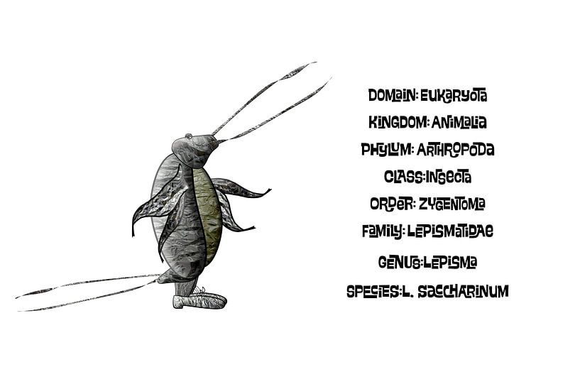 Lepisma saccharinum von Grüntyers .