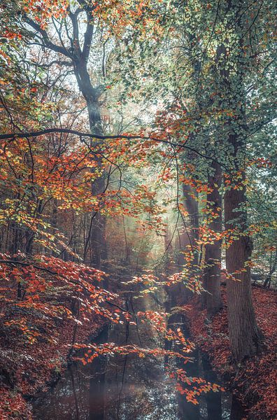 Peindre la forêt par Loris Photography