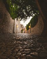 Chemin pavé avec arbre