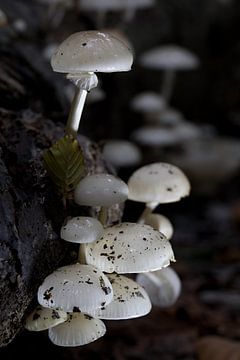 closeup of mushrooms on a tree stump in the forest by W J Kok
