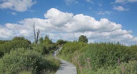 Hiking trail in the High Fens,Eifel by Peter Eckert