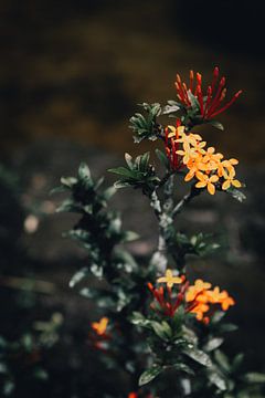 Kunstvolle tropische Blume mit dunklem Hintergrund von Troy Wegman