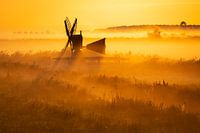 Golden light