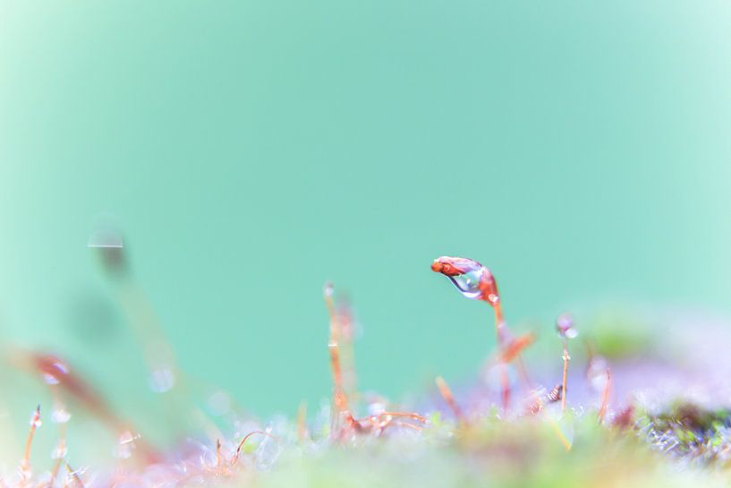 Een macrofoto van mos met waterdruppels. par Robert Wiggers