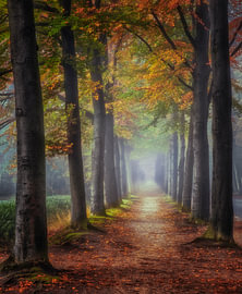 Mastwald