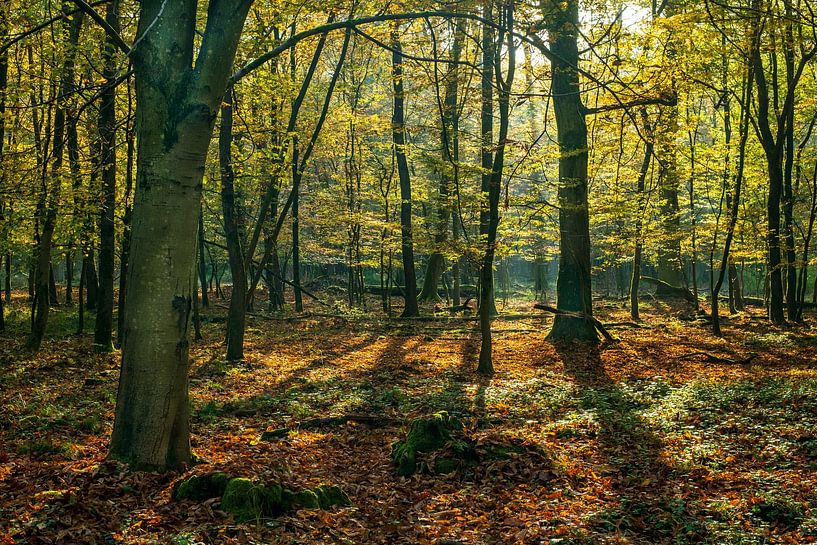 Herbstlich bunter Wald im Morgenlicht von Flatfield