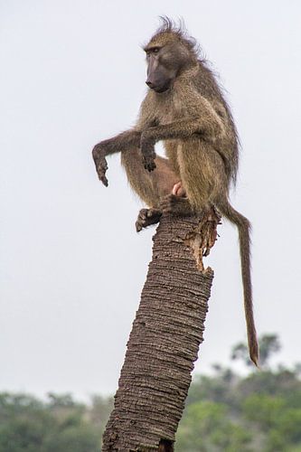 Un babouin à l'affût