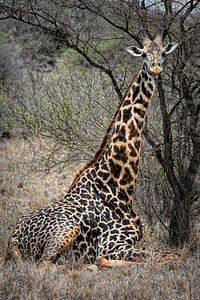 Sitzende Giraffe