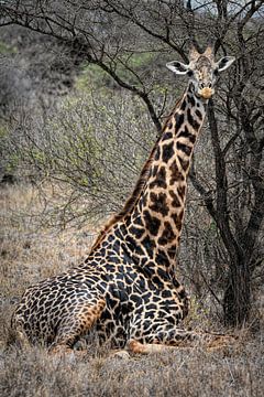 Zittende giraffe