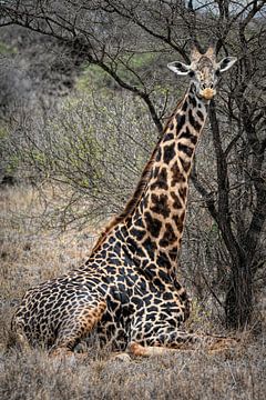 Girafe assise