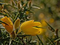 Brem bloemen, close up