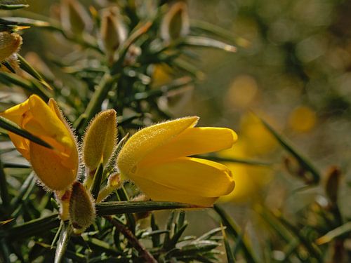 Scotch broom flowers close-up