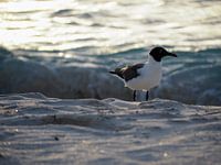Seagull on the beach