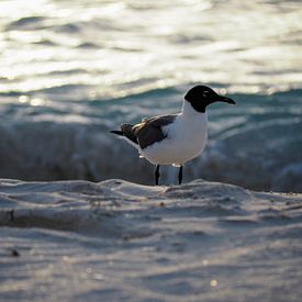 Seagull on the beach by Loes