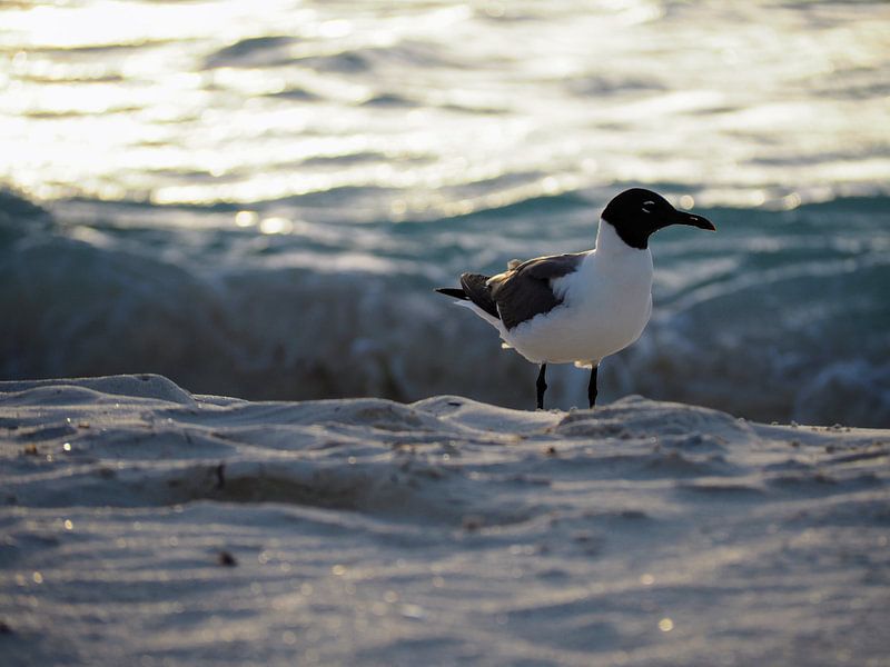 Seagull on the beach by Loes