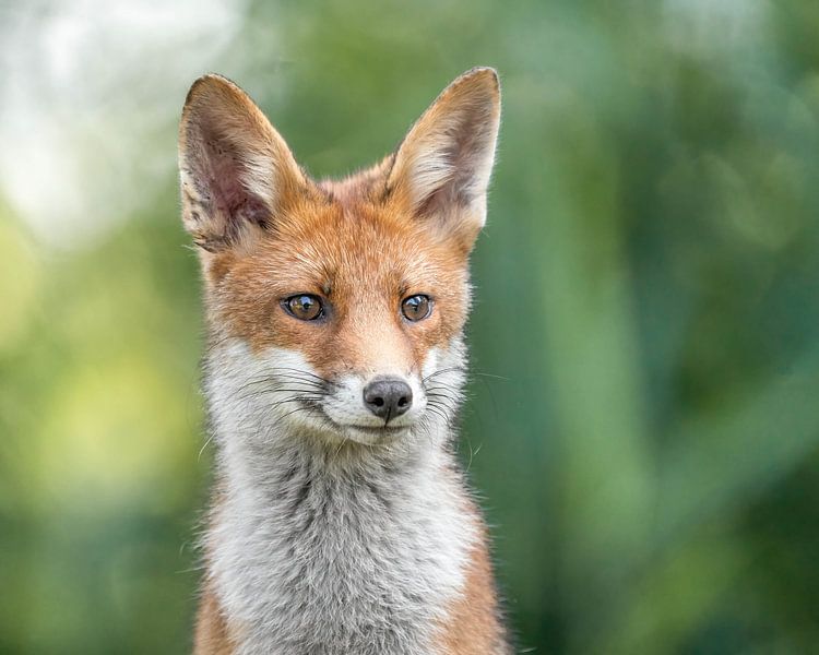 Red fox by Eva Fontijn