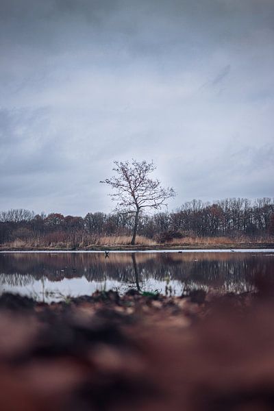 The Last Tree by Tom Paquay