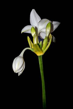 The Amazon Queen B :  Minimalistic White Amazon Lily van Joke de Jager
