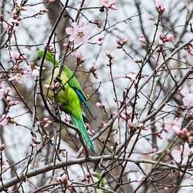 Parakeet and its cherry blossom by Alejandro Vivas