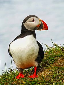Papageientaucher auf der Küste von Island