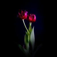 Stalking a tulip - a family portret, gettin'older