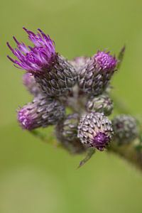 Eine kleine Distel