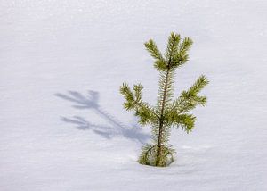Junger Nadelbaum im Schnee