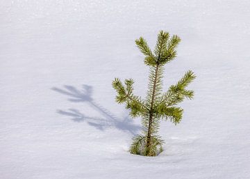 Jonge naaldboom in de sneeuw
