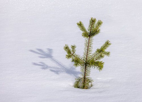 Jonge naaldboom in de sneeuw van Adelheid Smitt