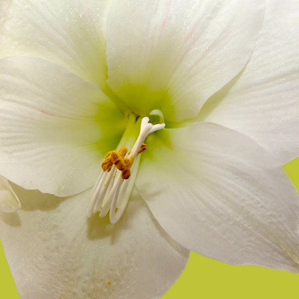 Amaryllis bloem van Menno Schaefer