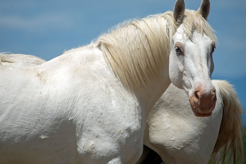 een wit paard vol power in de Camargue  in beeld van wil spijker