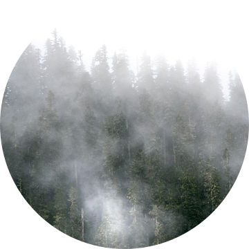Mist in de bomen van Rauwworks