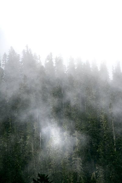 Nebel in den Bäumen von Rauwworks
