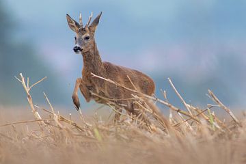 Jonge reebok staand op een geoogst stoppelveld op een zomerochtend van Mario Plechaty Photography