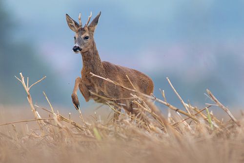 Un jeune chevreuil mâle se tient dans un champ de chaume moissonné un matin d'été.