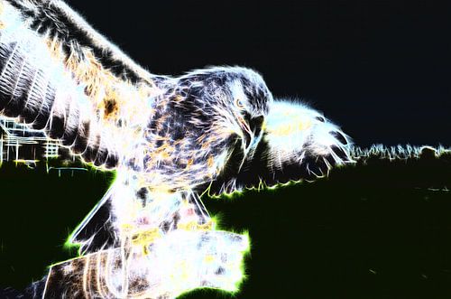 Haliaeetus leucocephalus / Amerikaanse zeearend