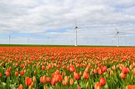 Des tulipes fleurissent dans un champ au printemps. par Sjoerd van der Wal Photographie Aperçu