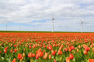 Blühende Tulpen auf einem Feld im Frühling
