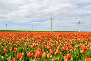 Des tulipes fleurissent dans un champ au printemps. sur Sjoerd van der Wal Photographie