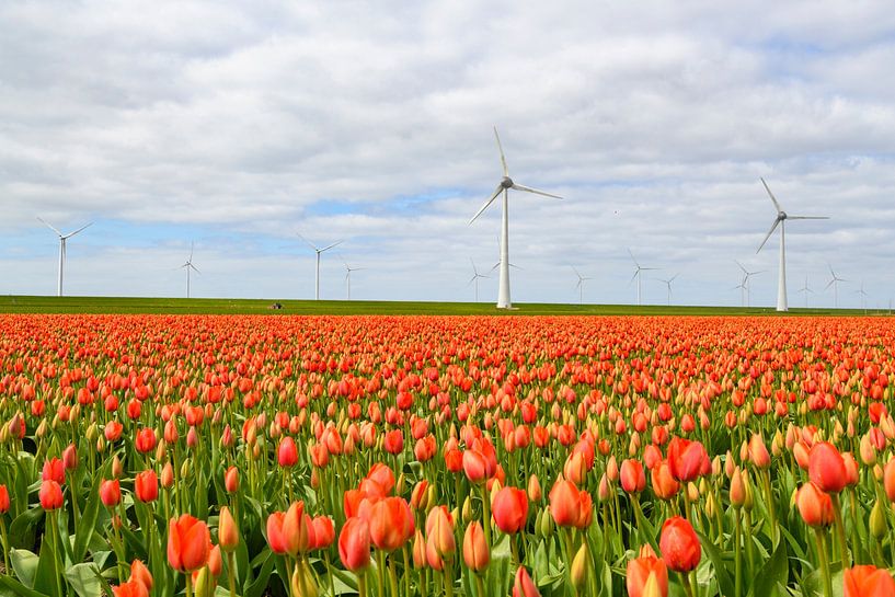 Tulips blossoming in a field during springtime by Sjoerd van der Wal Photography