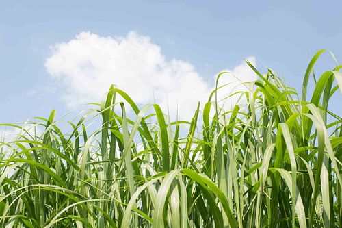 ornamental grasses Zeijerveld