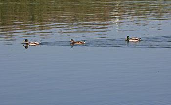 Canards sur cela mer